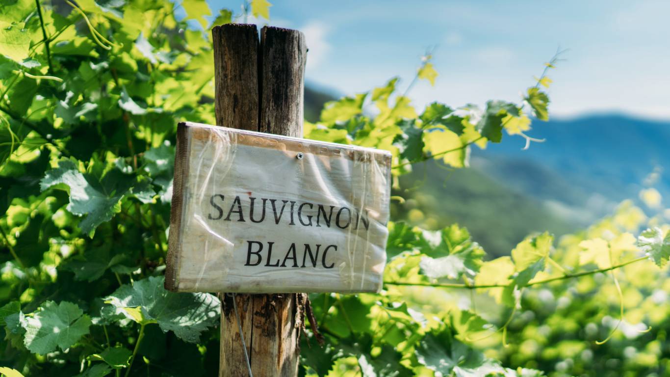 Sauvignon Blanc sign in a vineyard in a hilly area