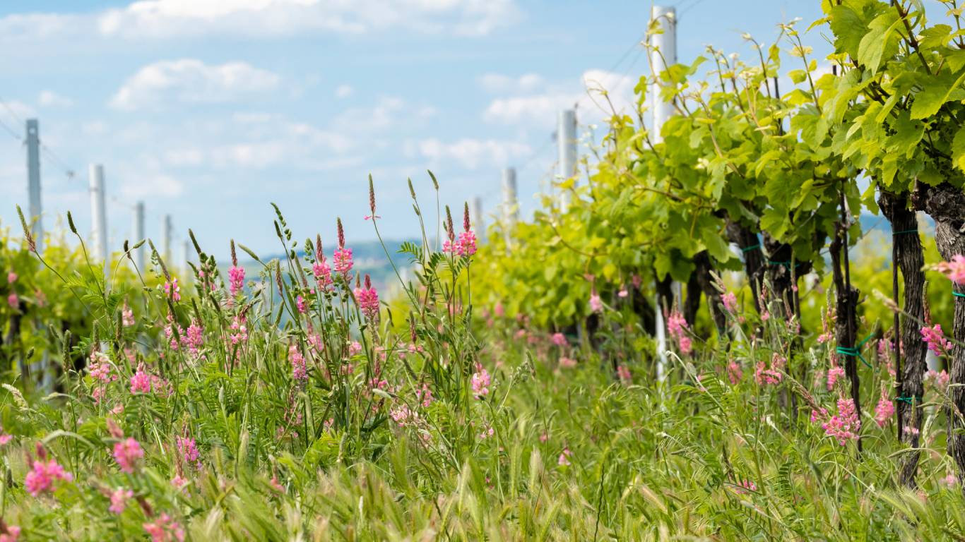 A sunny day in an organic vineyard that has overgrown plants, where sustainable wine is made