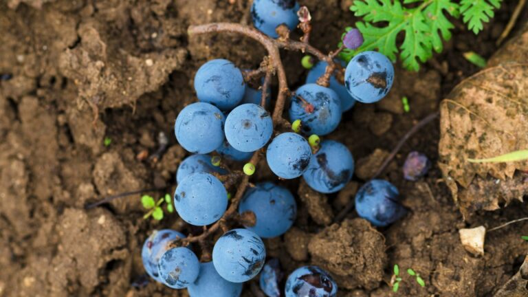 Bunch of grapes laying in soil to represent how terroir influences wine