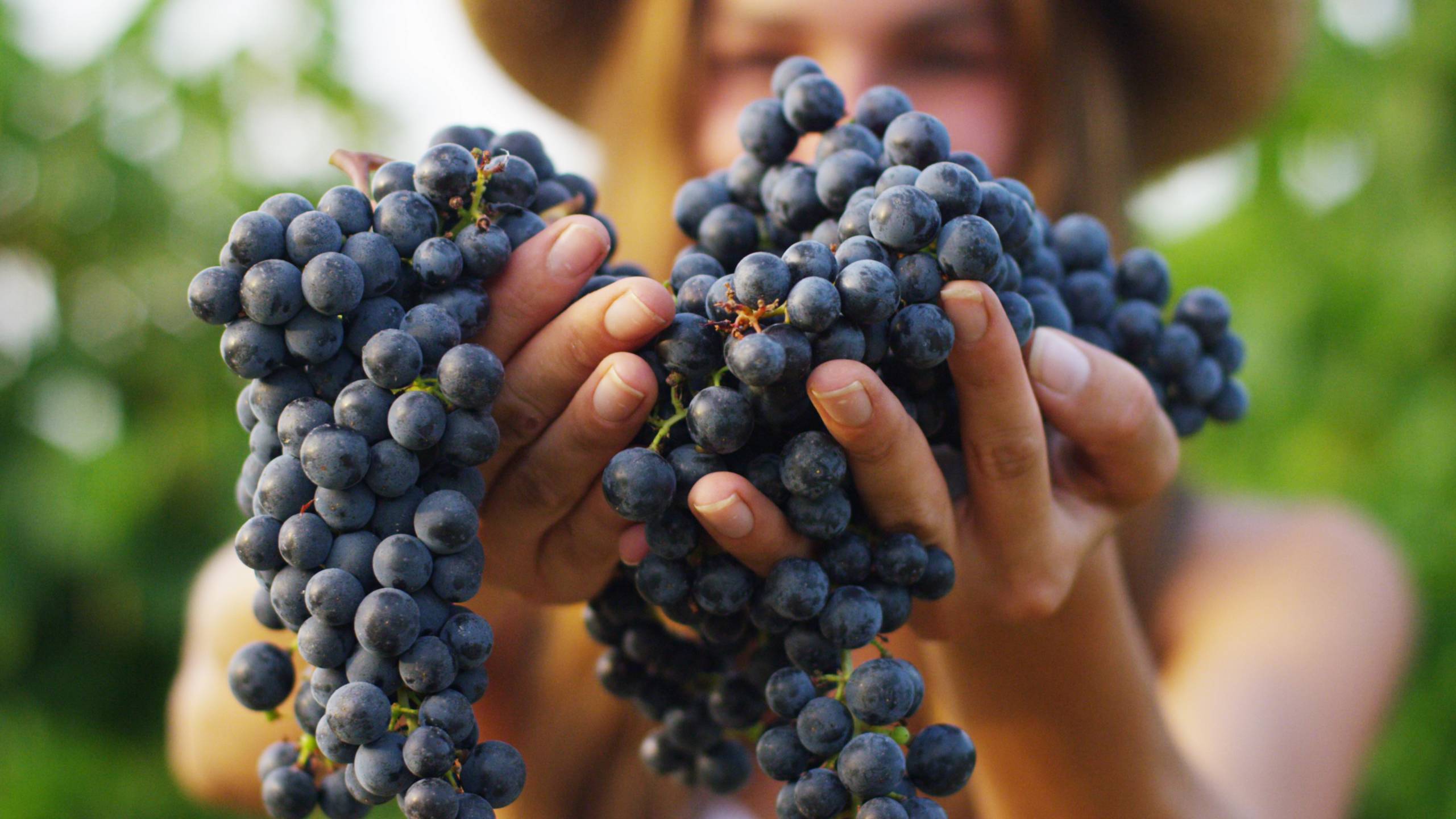 Close up of a grapes in a woman's hands to represent sustainable wine