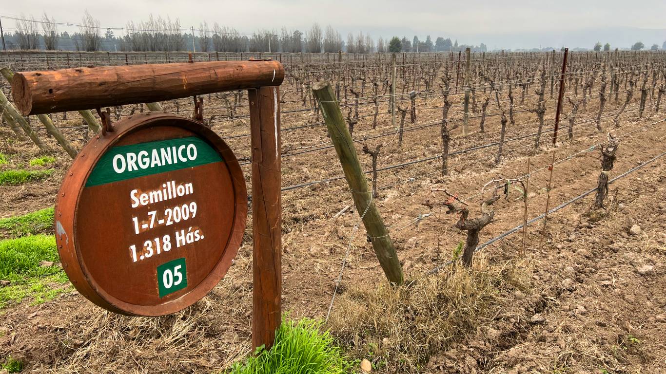 Organic Semillon sign in De Martino vineyard in Chile, a sustainable winemaker
