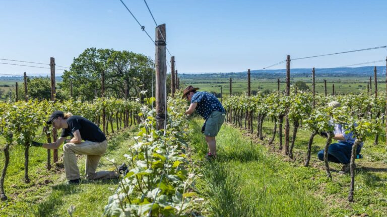Henners team working in their vineyards in sunny Sussex