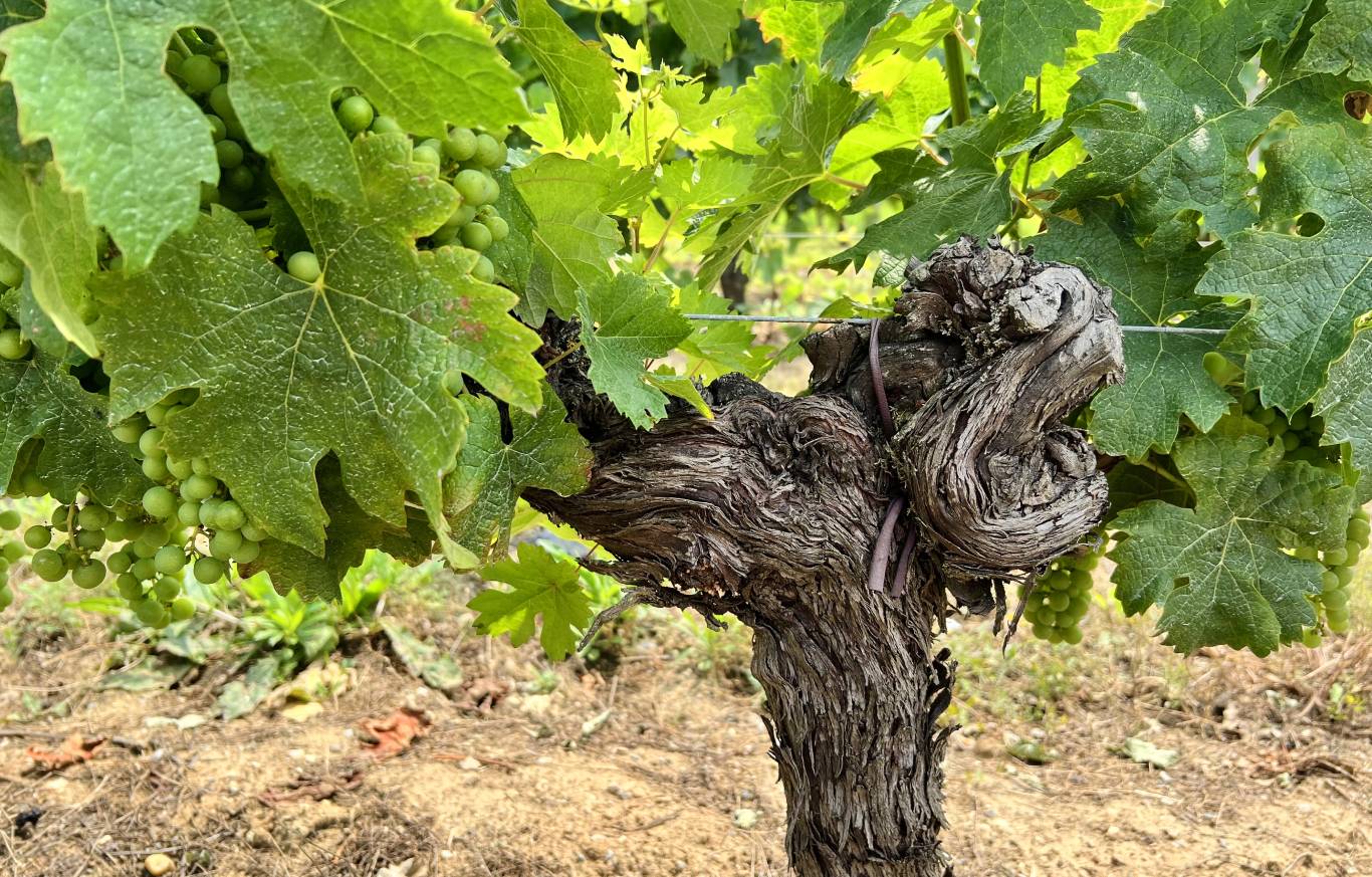 Close up of vine in Bordeaux, France