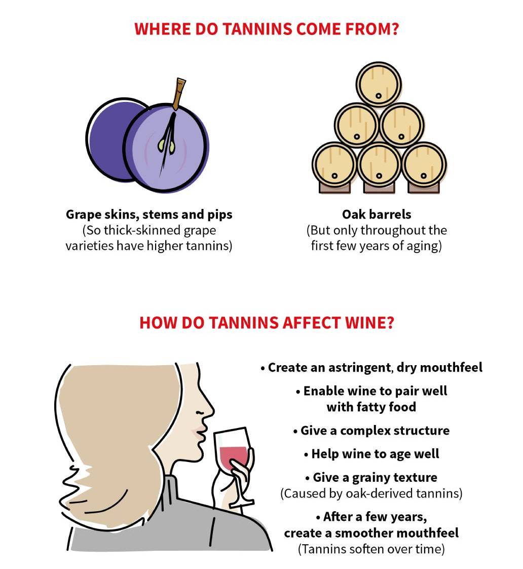 Infographic by Virgin Wines explaining tannins in wine