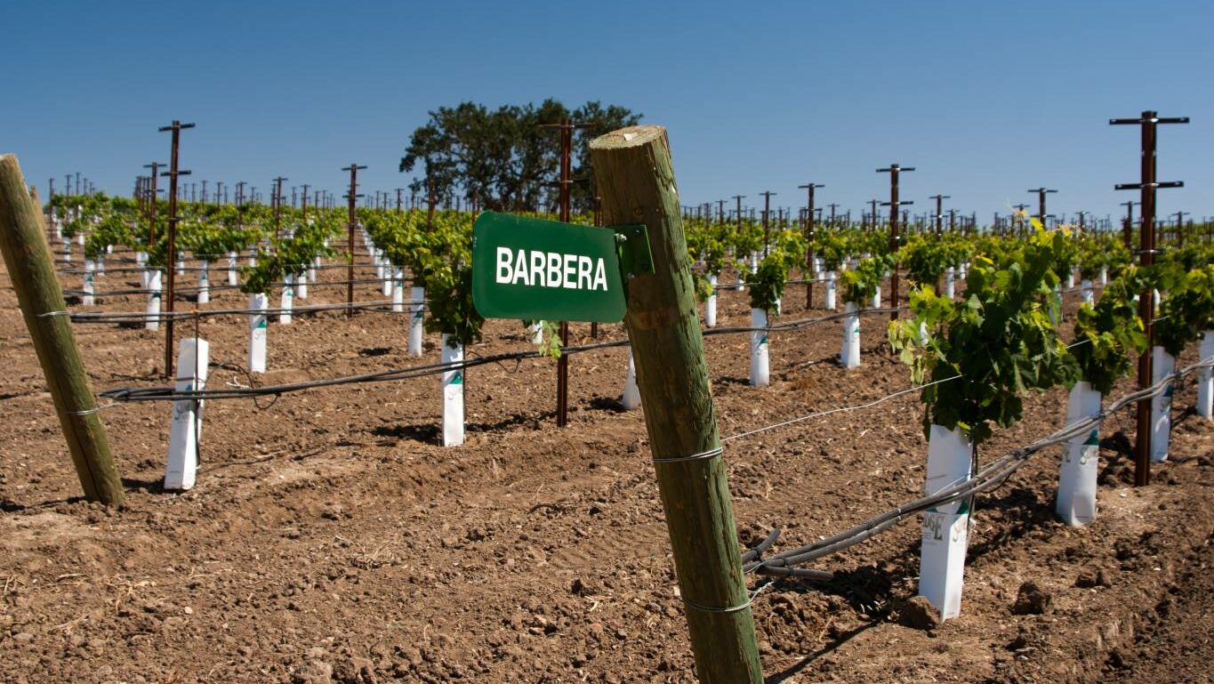 Italian vineyard, sign showing that barbera grapes are growing