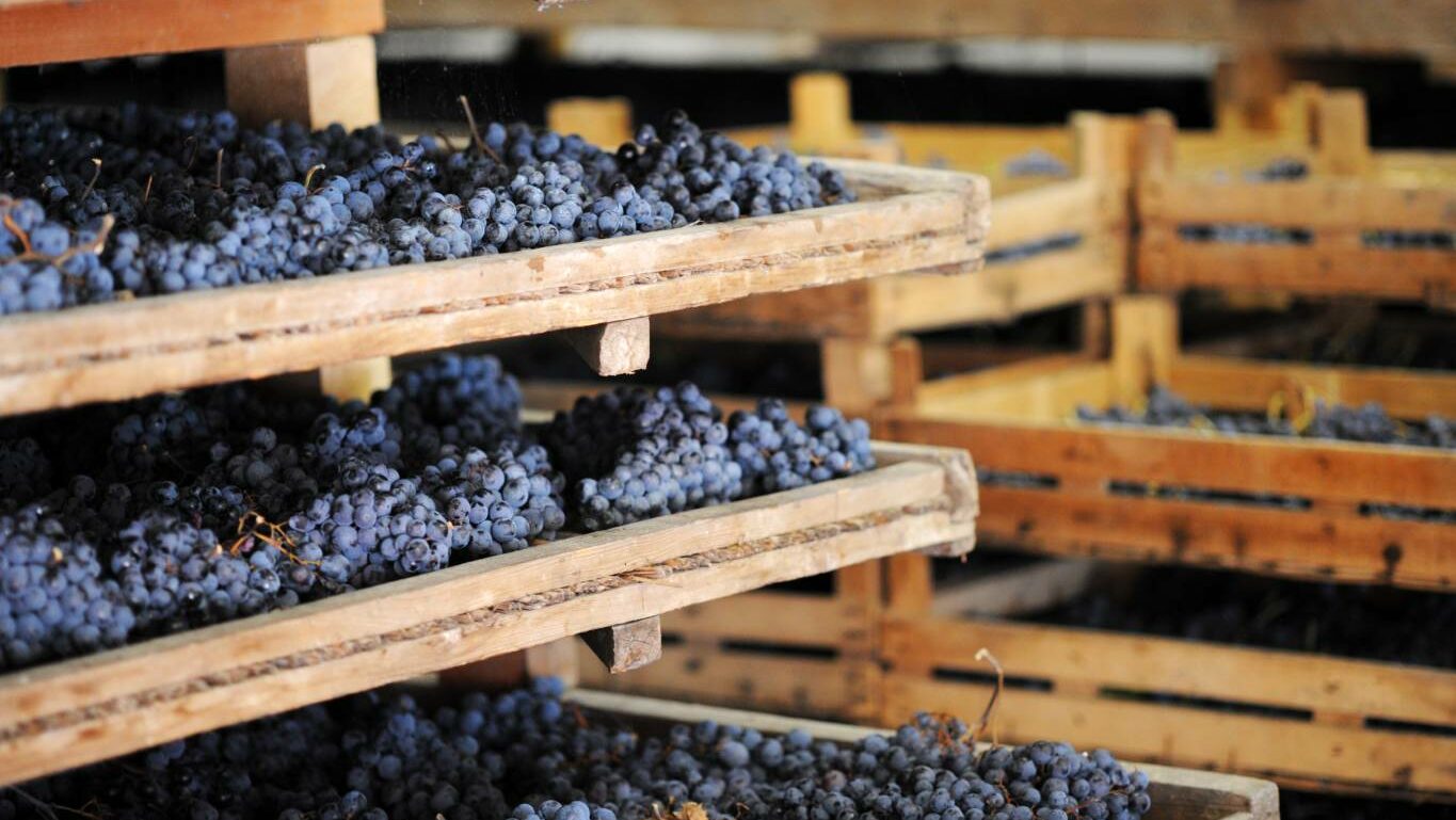 Italian wine grapes drying out on wooden racks - appassimento method