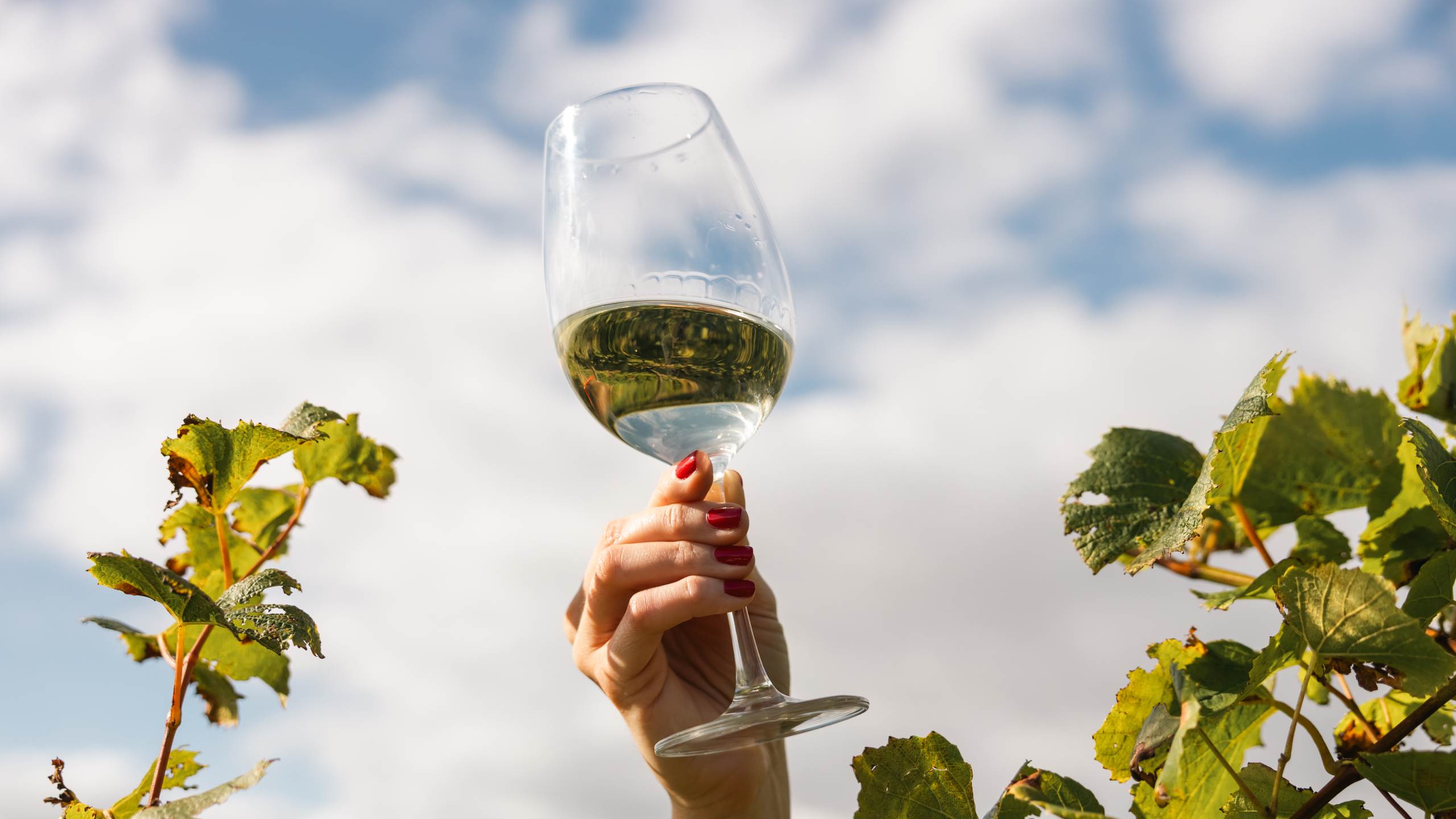 Woman holding glass of white wine up in the air to show wine quality