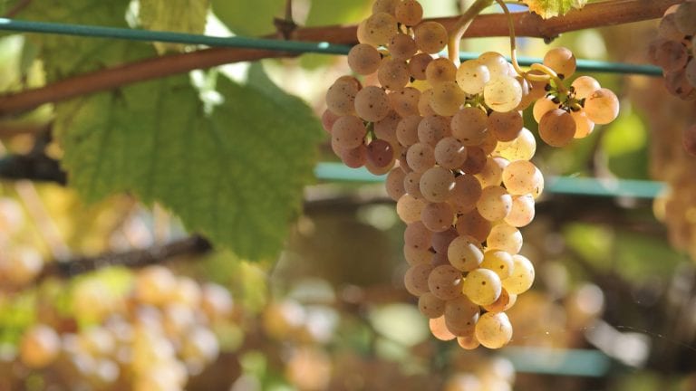 Albarino Grape Variety