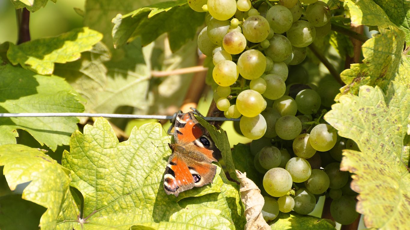 Butterfly on white grape bunch on the vine