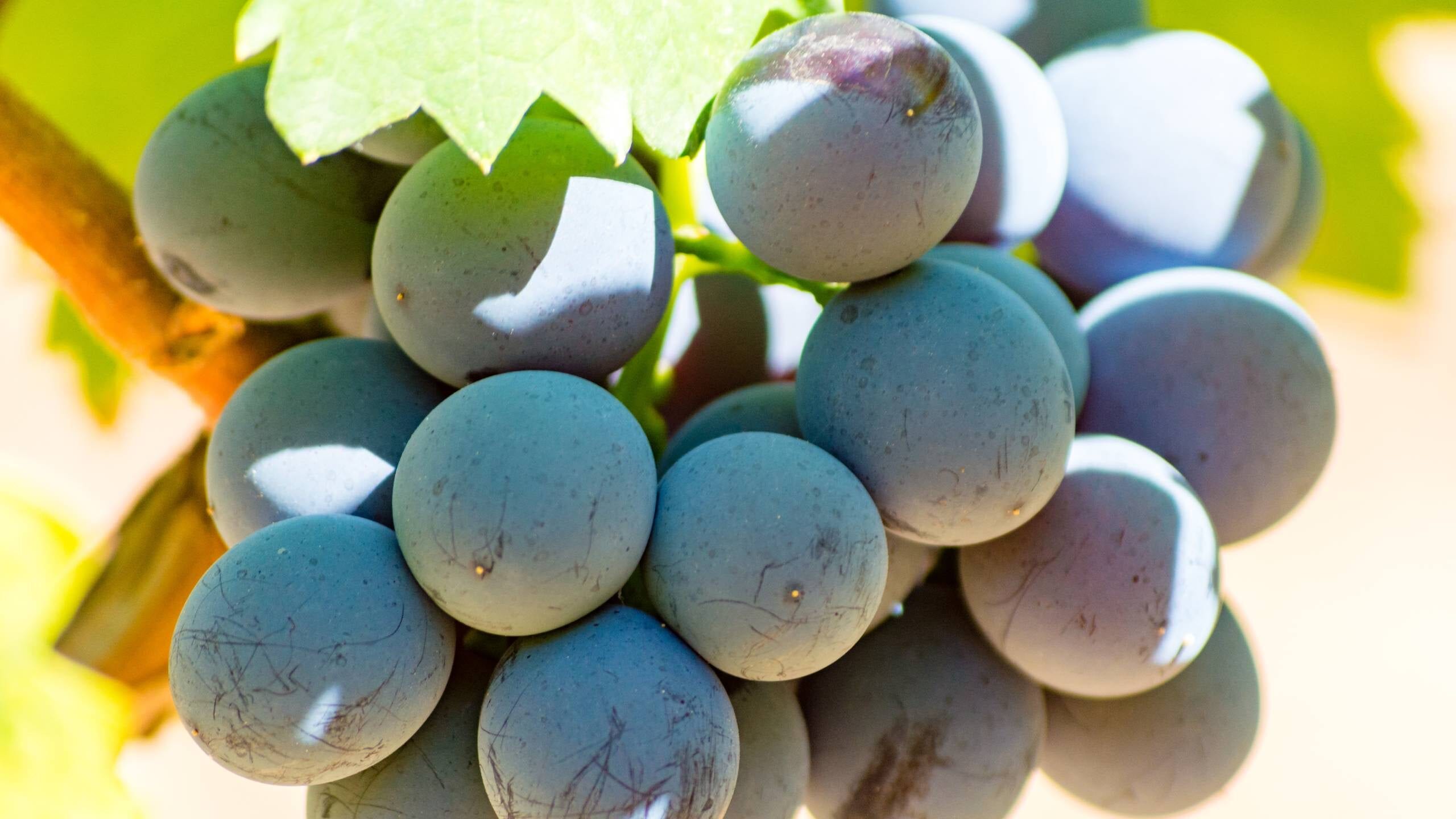 Carignan grapes
