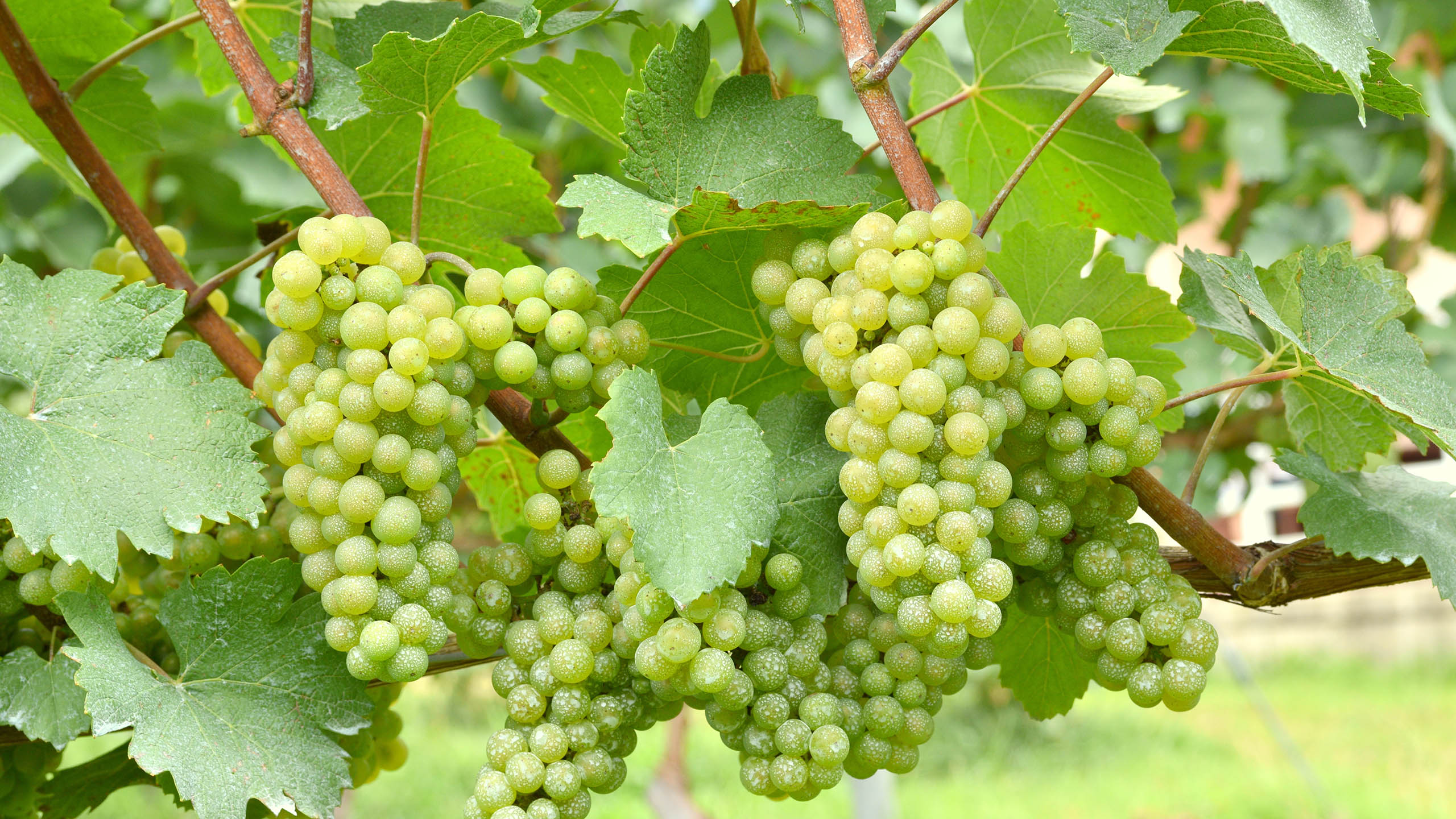 A Comprehensive Guide To Chardonnay | Wine Guide | Virgin Wines