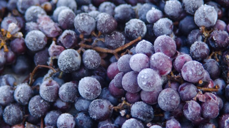 Frozen red grapes to be used for making ice wine