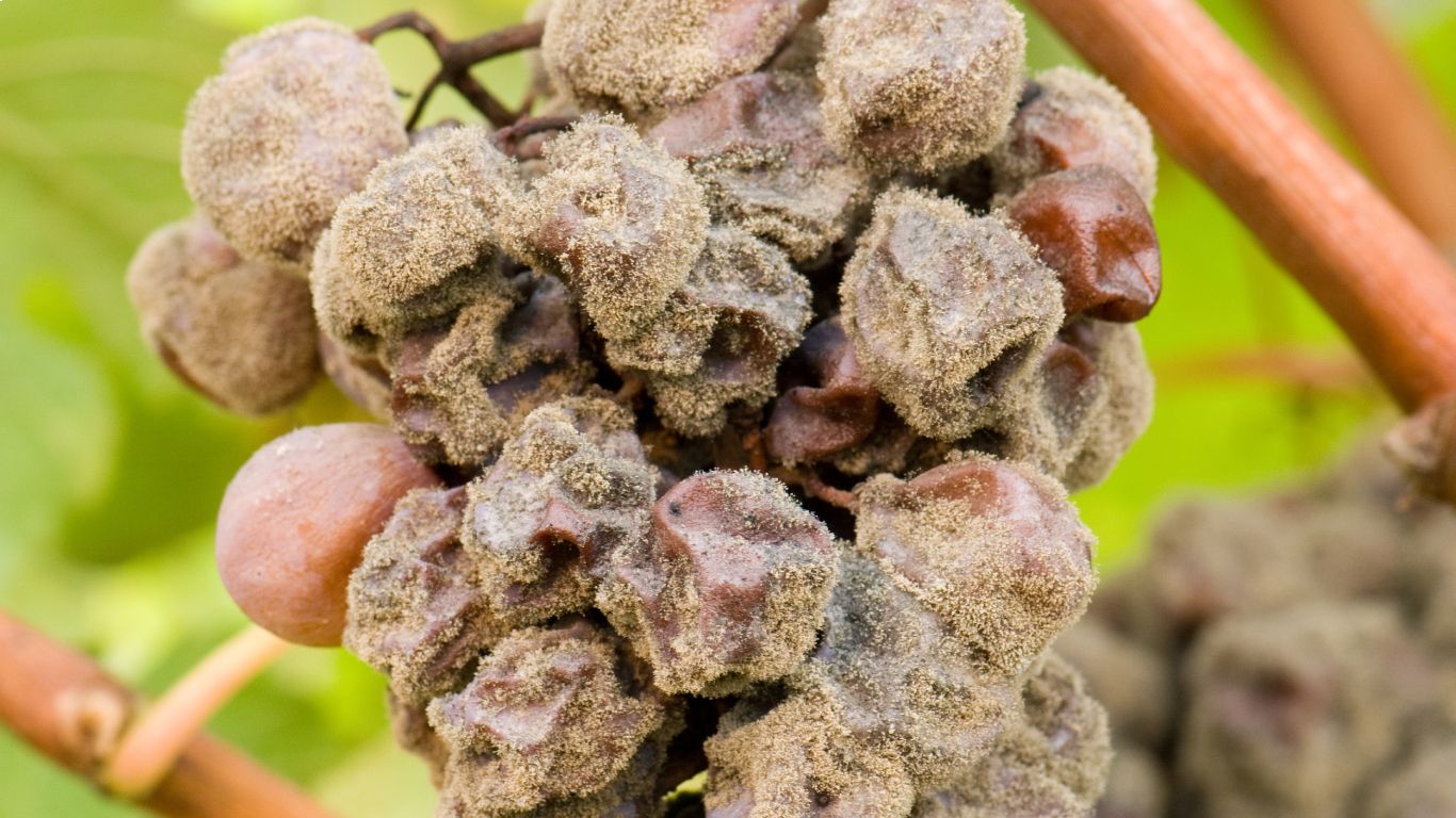 Grapes on the vine affected by noble rot