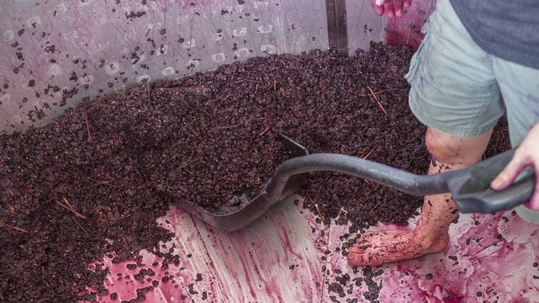 Someone with bare feet shovelling red grapes during winemaking process