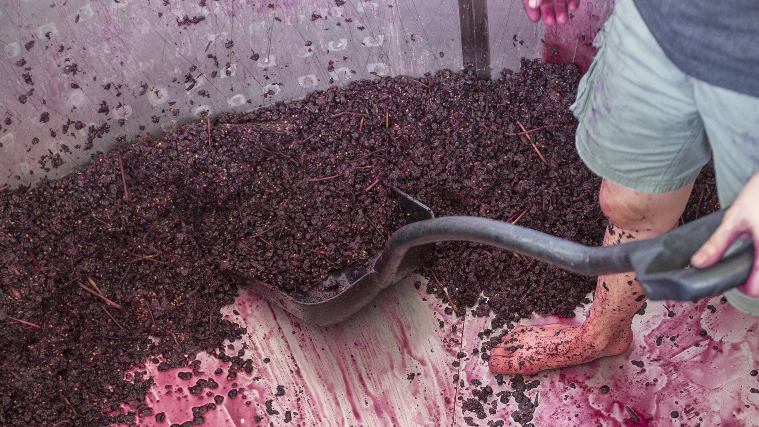 vogn Tæt klodset How is Red Wine Made? | Wine Guide | Virgin Wines