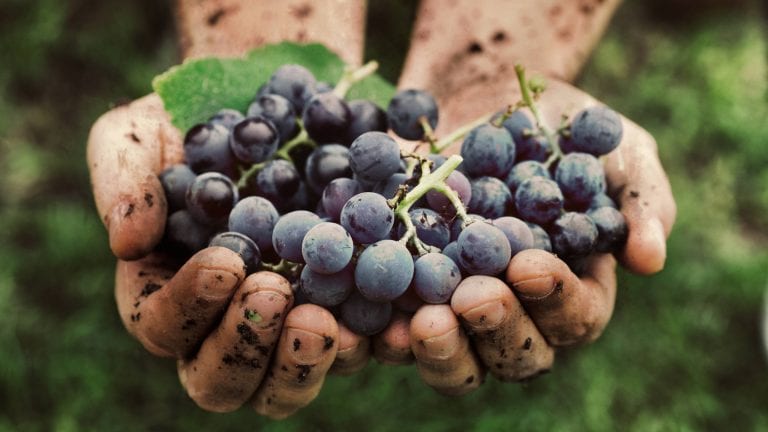 Hands covered in soil holding black grapes