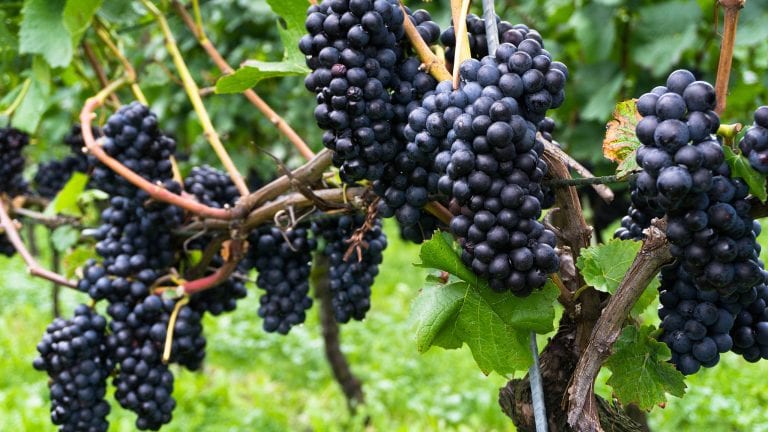 Pinot Noir Grape Variety