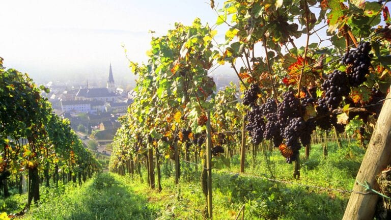 Pinot Noir on the vine in Ahr wine region, Germany