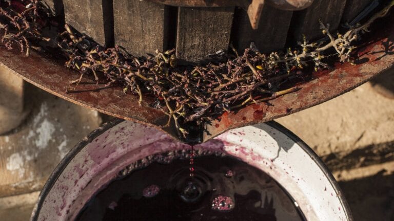 Pressing grapes to make organic red wine