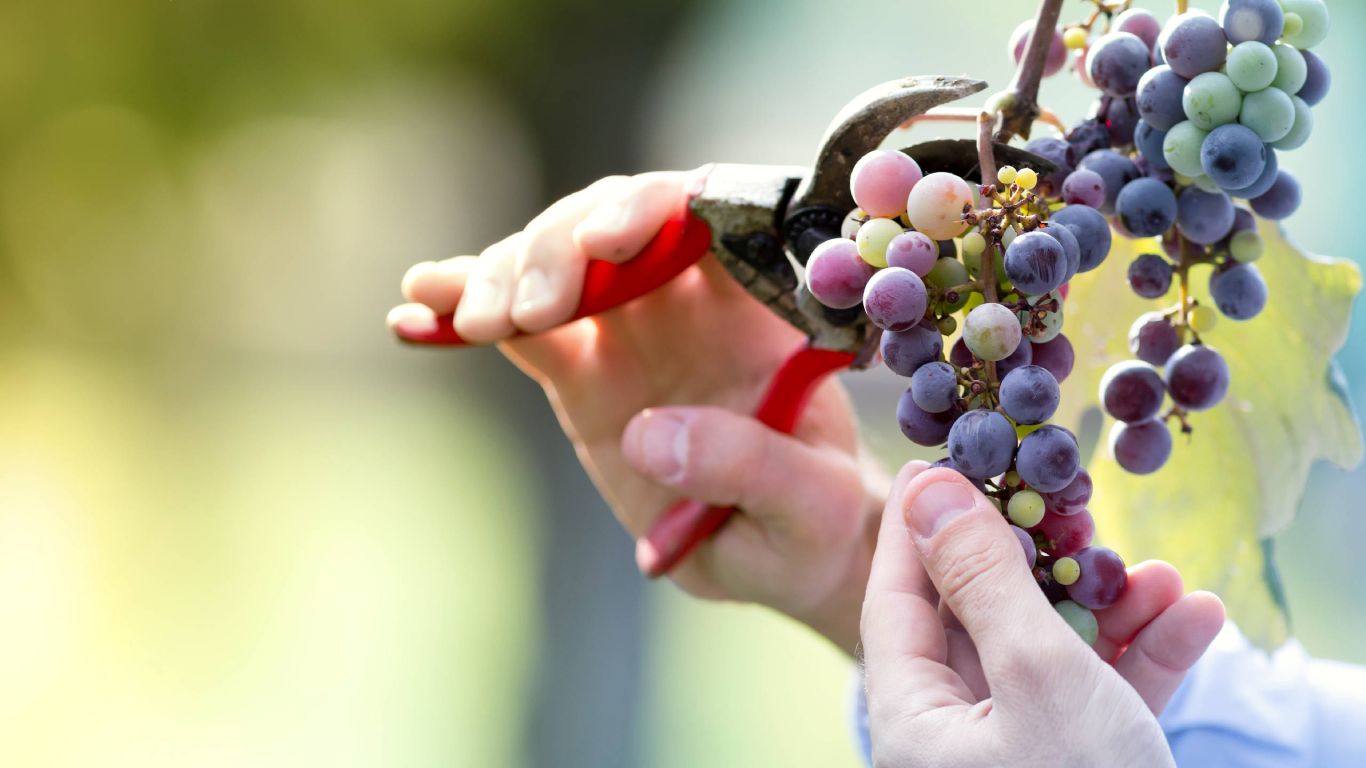 Small grapes being cut from the vine