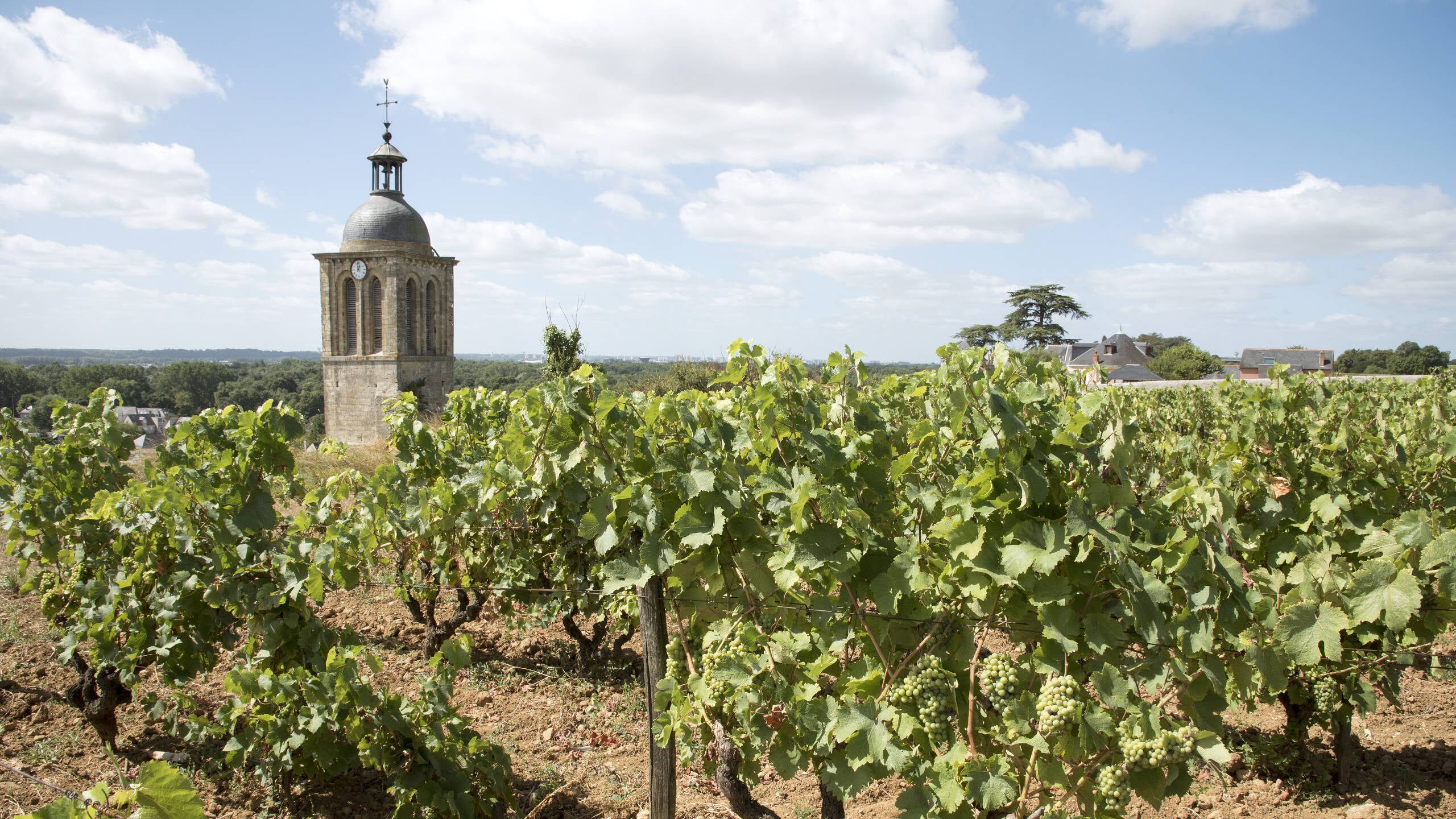 Church emerging in the background of a vineyard in Vouvray