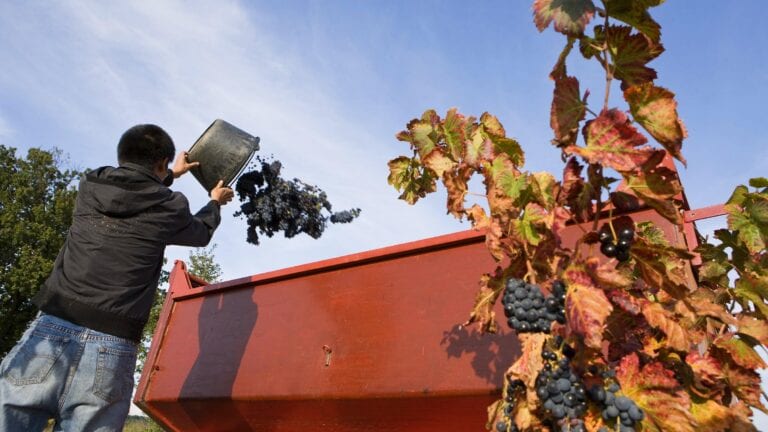 vineyard worker chucking grapes into a trailer